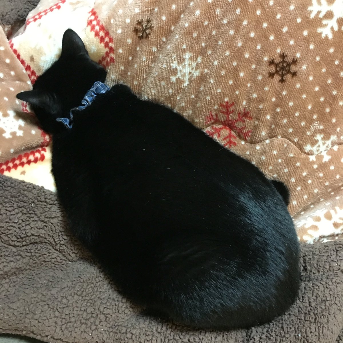 香恋 U Tvitteri 黒猫ってずるいよね このイケメン顔で体重８kg のデブ猫なんだよ 写真だと太ってるように見えないんだよ 猫の日 T Co Ppgg5qhotf
