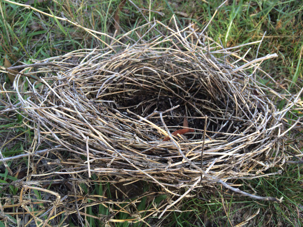 NickiTaws's tweet photo. Creative with Couch - the tough wiry grass is the material of choice for this Ref Wattlebird's nest #birds https://t.co/7fsNV2kNO1
