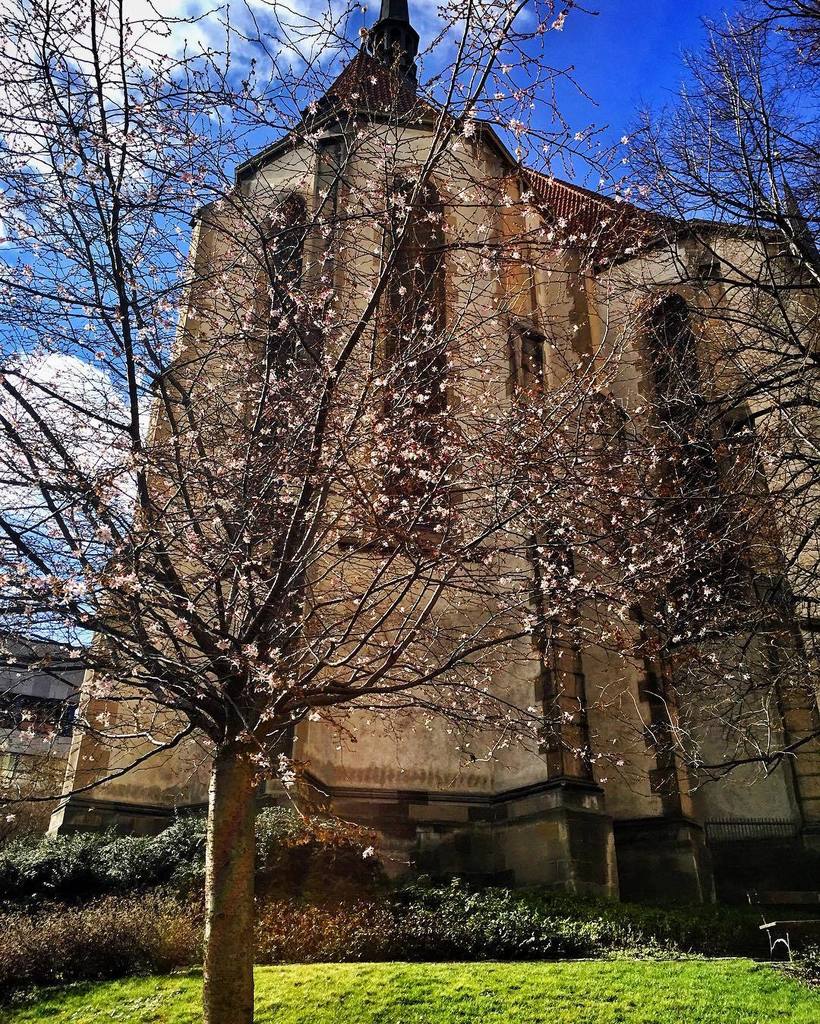 InstaPrague's tweet photo. There is spring for one day in Prague today... #spring #treeinbloom #today #foroneday #chu… https://t.co/TKpGVJoLuU https://t.co/XkWp97Zb3j