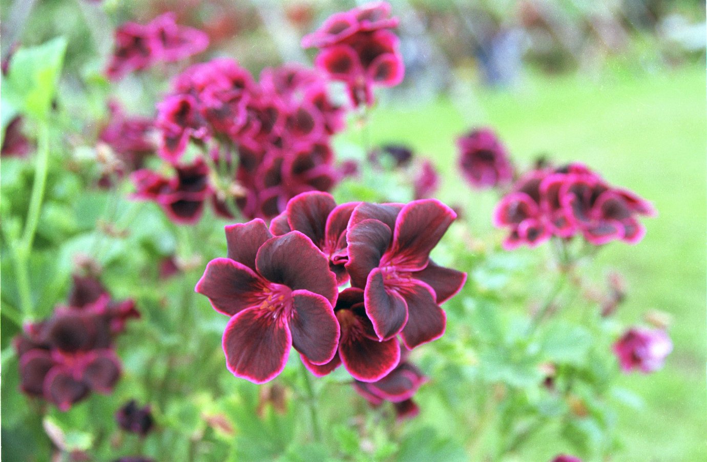 Lord Bute пеларгония