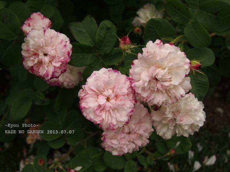 バラの休眠友の会