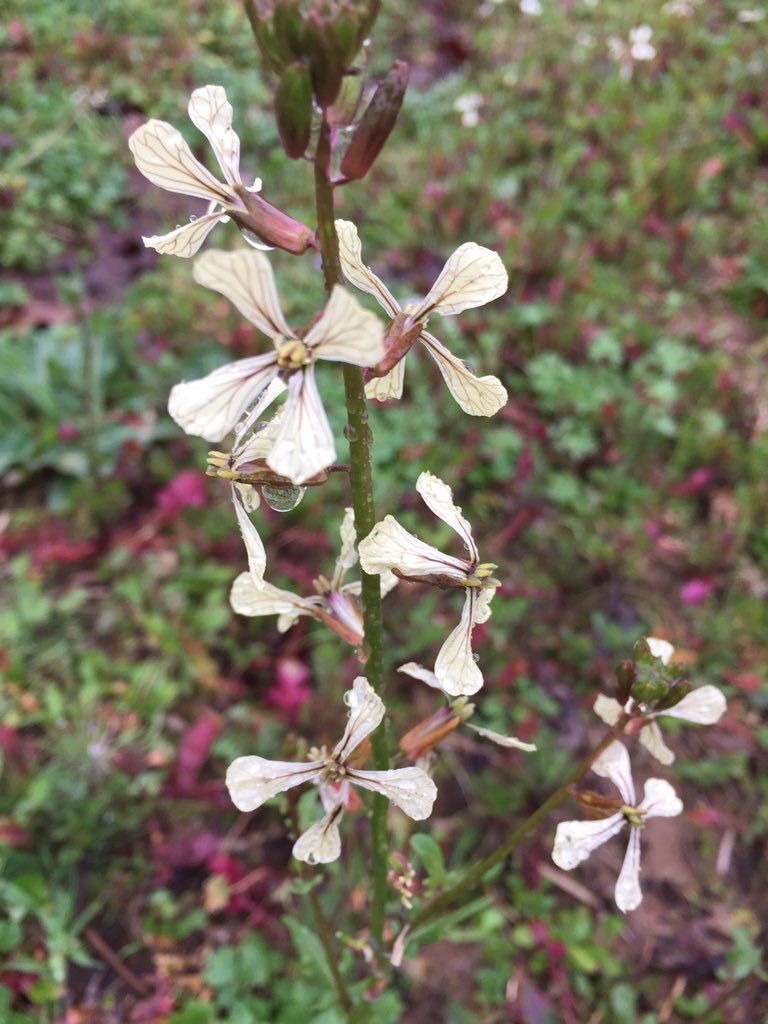 amorphousgarden's tweet photo. Arugula blossoms https://t.co/3r2G10N8Vw