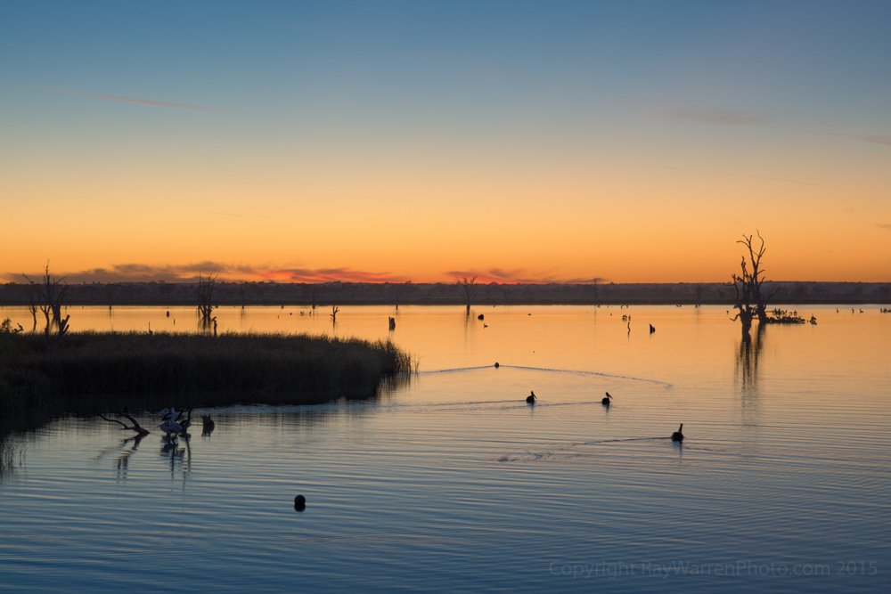 RayWarrenPhoto's tweet image. Pelicans returning to #LochLuna in #SouthAustralia #Riverland to roost for the night. #travel #Australia #nature
