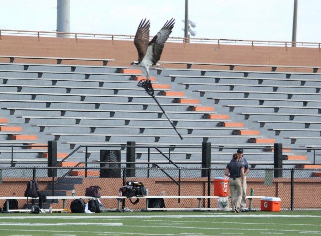 Cool photo @Adelphi_WLAX vs <a href="/gvsulakers/">GVSU Lakers</a> Hawk swooped in and stole stick off field during TO <a href="/Inside_Lacrosse/">Inside Lacrosse</a> <a href="/NCAA/">NCAA</a>