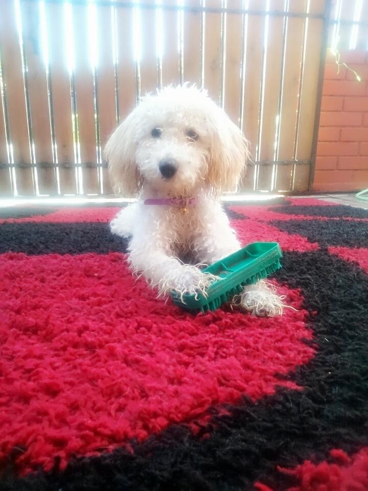 Paaz Alejandra tweet media