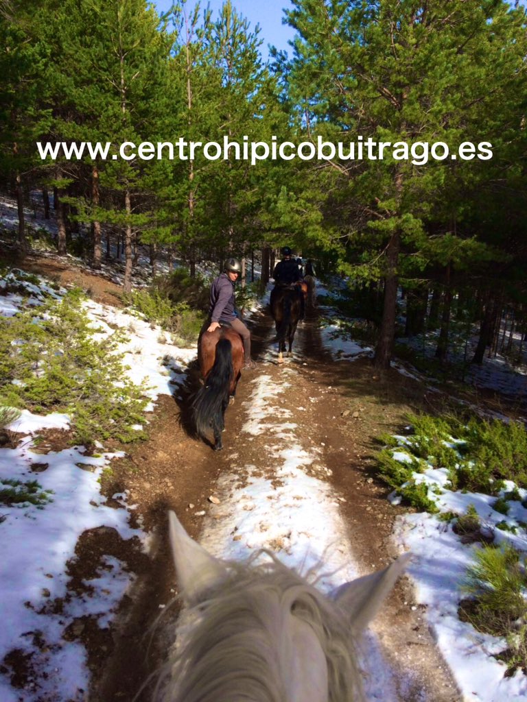 Centro_Hipico's tweet photo. #mejorseveacaballo
#centrohípicobuitrago
#caballosenlanieve https://t.co/zx4mz3tvFI
