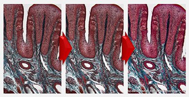ChromaCal's tweet photo. In just 2 days. "Best Practices for Post-Processing of Scientific Images" Register for FREE https://t.co/29eh9RzIH2 https://t.co/ta6tp1RtDN