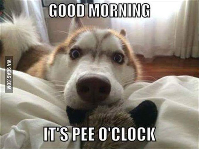 LOL!  Monday dog love! RT @glenwilliams47: @RebeccasOffice https://t.co/ep5tCcfWqE<a class="tags" target="_blank" title="On Twitter" href="/?out=eyJ0eXAiOiJKV1QiLCJhbGciOiJIUzUxMiJ9.eyJpYXQiOjE3MjE1NjIwOTMsImlzcyI6InR3cG9ybnN0YXJzLmNvbSIsIm5iZiI6MTcyMTU2MjA5MywiZXhwIjoxNzUzMDk4MDkzLCJyZWRpcmVjdF91cmwiOiJodHRwczovL3R3aXR0ZXIuY29tL2dsZW53aWxsaWFtczQ3In0.HFyF1n_7vVsFFmAaieRouKcANph0gf69-fqvM5cv21EEptHNAe_LuFd340wVkRtAscjsu4cj7dCVI57FP2jupA">@glenwilliams47</a><a class="tags" target="_blank" title="On Twitter" href="/?out=eyJ0eXAiOiJKV1QiLCJhbGciOiJIUzUxMiJ9.eyJpYXQiOjE3MjE1NjIwOTMsImlzcyI6InR3cG9ybnN0YXJzLmNvbSIsIm5iZiI6MTcyMTU2MjA5MywiZXhwIjoxNzUzMDk4MDkzLCJyZWRpcmVjdF91cmwiOiJodHRwczovL3R3aXR0ZXIuY29tL1JlYmVjY2FzT2ZmaWNlIn0.BRo4RNRAMySoTZPh_L01eblUB_PBnzln-g8utLijAFJgSeHNov6cnLU0pyz8bTJt28Xp4p1OoKwFgOlv1lREVg">@RebeccasOffice</a>