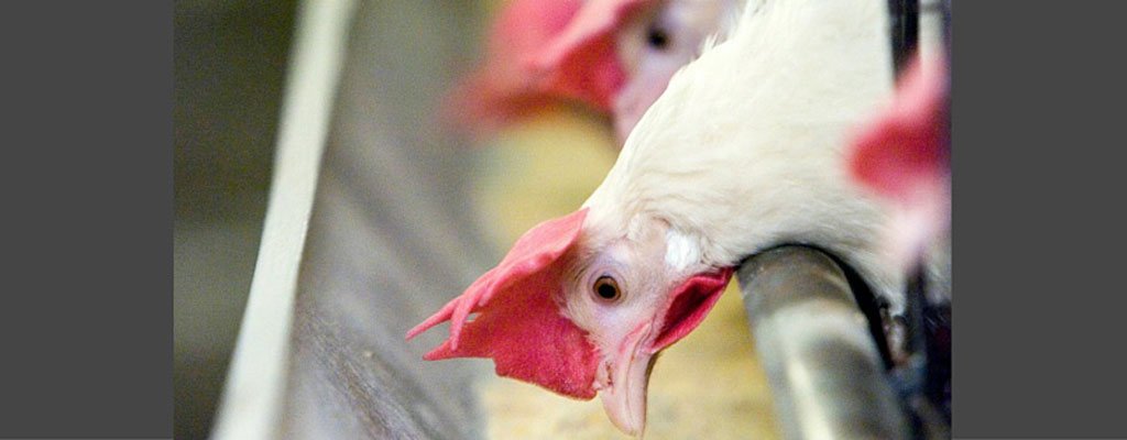 farmanddairy's tweet photo. #Essentialoils key to Cargill’s plan in reducing antibiotics in poultry: https://t.co/TYPly597W9 https://t.co/VehwRcg4aJ