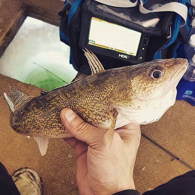 TargetWalleye's tweet photo. Bad hair day 👴🏽. Goofy lookin' bugger caught by @d_berhow.
#TargetICE #walleye #icefishing https://t.co/ABkApgavCb https://t.co/obJrRxH5yQ