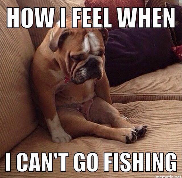 Southern_Fin's tweet photo. HAHA Who else feels this way? https://t.co/Sk02XO2UT1