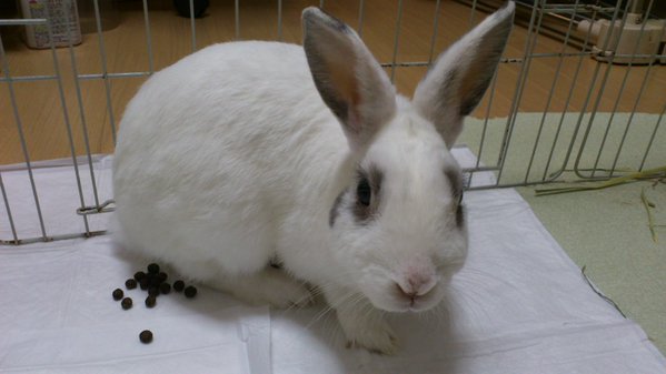 usa_ren's tweet photo. ★拡散希望★【寺小屋保護っ子】ミニウサギ♂仮名ポルくん(多頭崩壊現場より)　京都府 - 小動物の里親募集(77692) :: ペットのおうち https://t.co/xpwOfNh5Ot … … … … … … https://t.co/2iFd6vxnCy