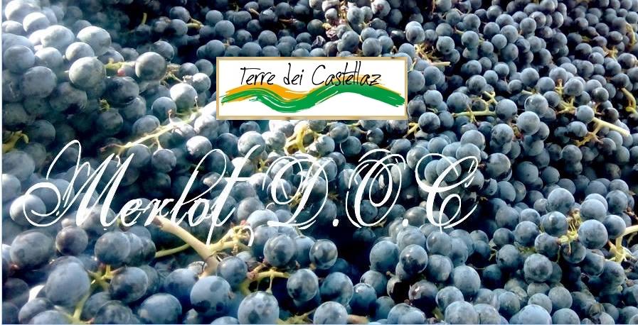 TwitItalianWine's tweet photo. #Merlot #PROSECCO #terredeicastellaz #asolando #DocMontello #wine #food @TerreCastellaz https://t.co/H8as19ZRdC