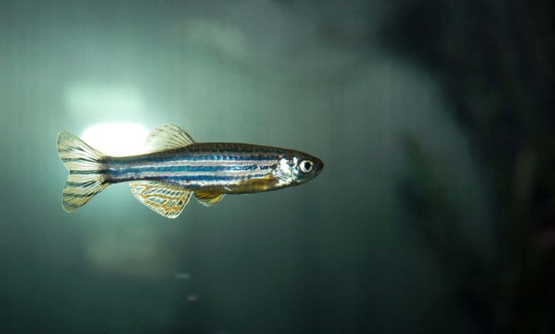 OximityScience's tweet image. ‘Insomnia gene’ found in sleepy fish oximity.com/article/Insomn… by @caltech #science
