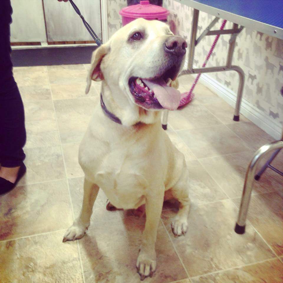 Help Find Buster tweet media