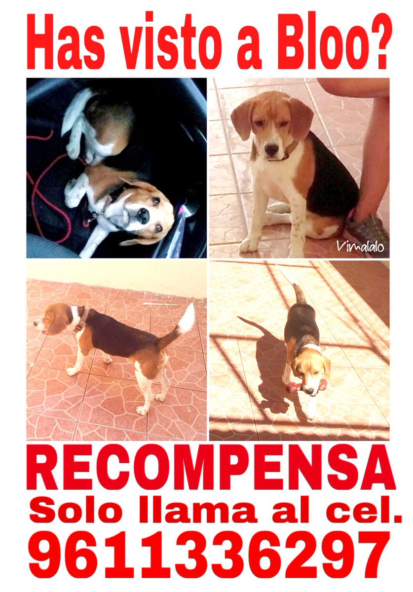 victor lara tweet media