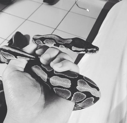 druggrats's tweet photo. Everyone meet Nikolai ... https://t.co/gN9XTRTwek
