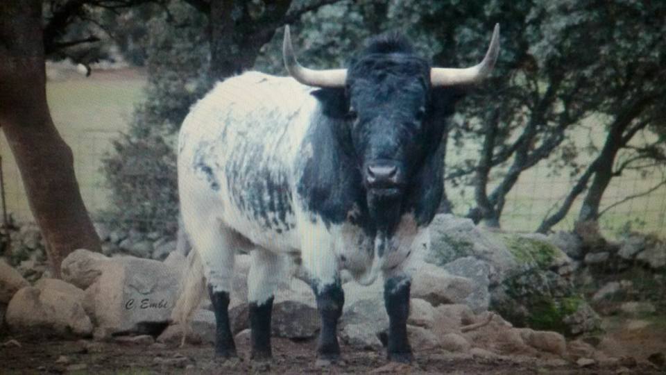 #Vic16 - El ejemplar de #HnosQuintas para la corrida concurso del 15 de Mayo en Vic-Fezensac.
Foto : <a href="/AlberoCharro/">Albero Charro</a>