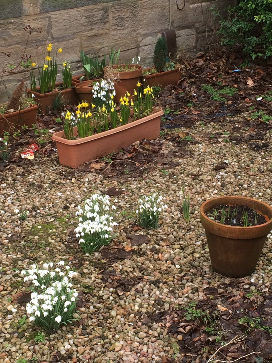 lucynorris1's tweet photo. Snowdrops and daffs in a Marchmont garden #Marchmont #springinedinburgh https://t.co/gKjNh1DSpr