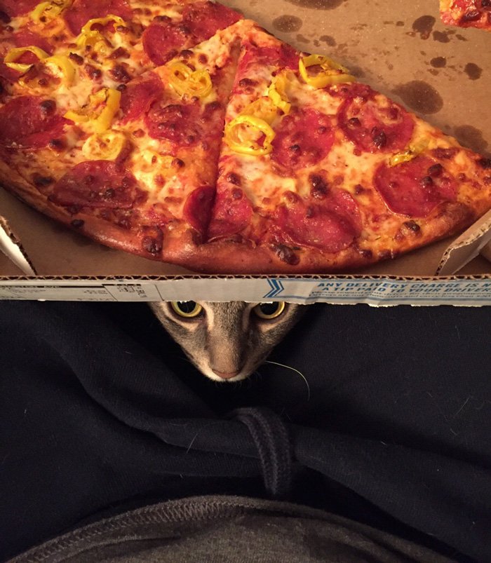 ZonePics's tweet photo. Couple Adopts A ... - #700page #Animals #Auto #CatSits #CatSitsLikeHuman #A -> https://t.co/xmGqA6k4Oi https://t.co/UNwlhnw3tO