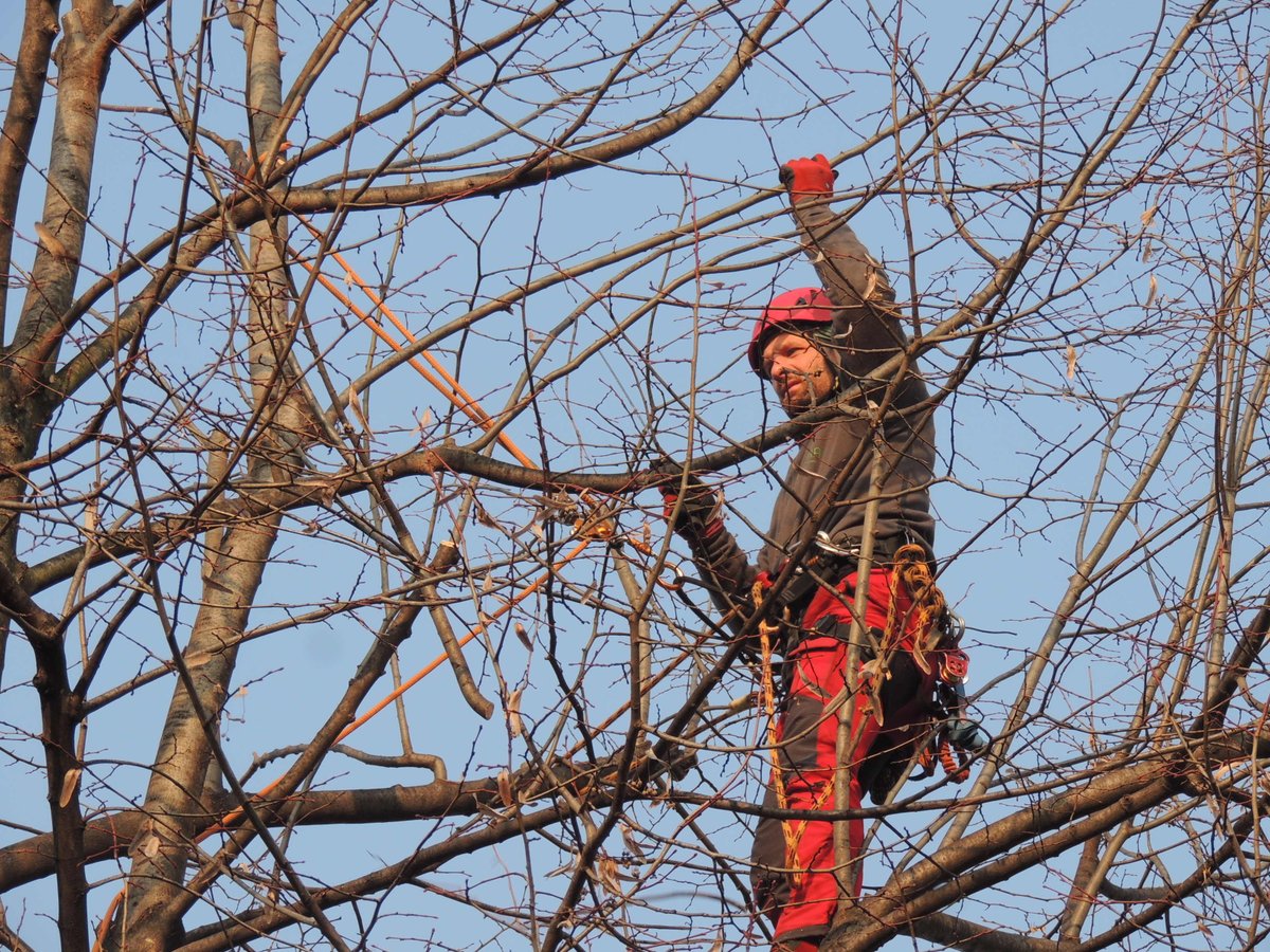 Intervento di riduzione ed eliminazione riscoppi chioma, potatura di selezione, Spes #Padova