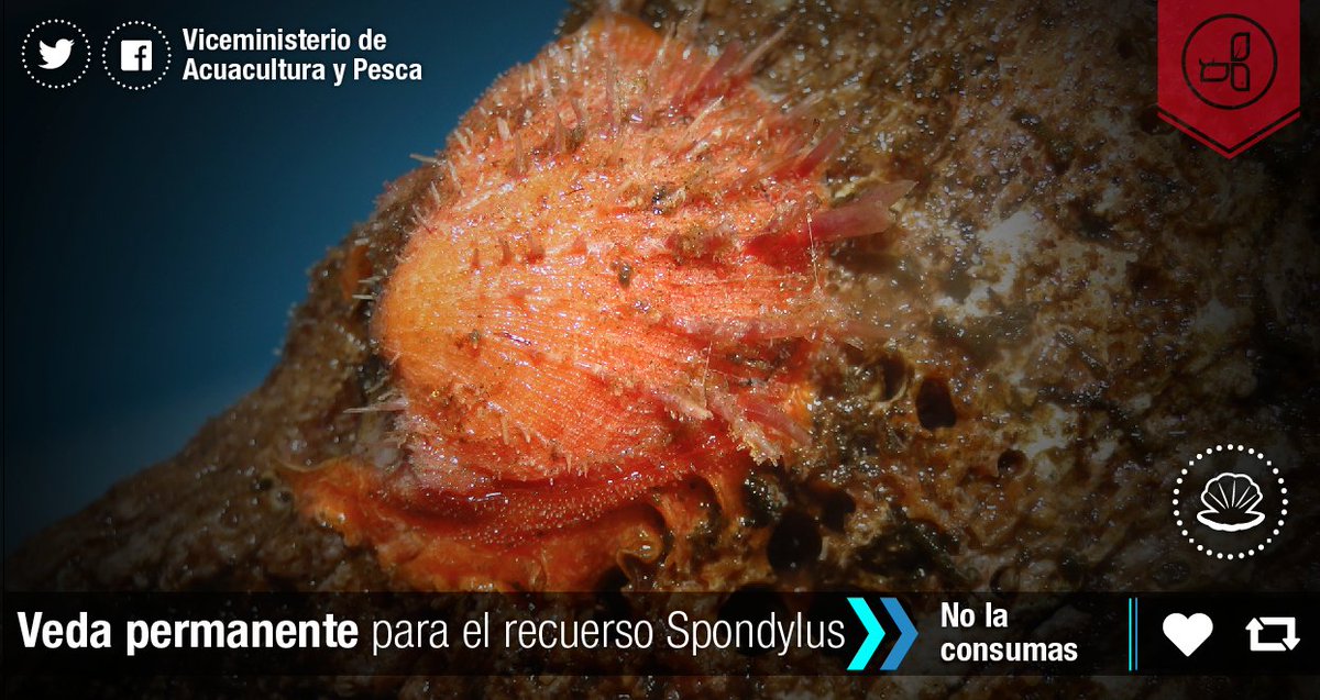#InfoMAGAP | #Veda permanente para el recurso #Spondylus  #Nolacaptures #Nolaconsumas #ControlPesquero #PescaEc
