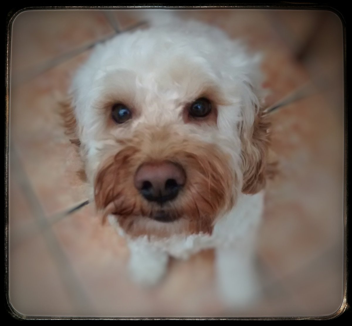 cpyattpetcare's tweet photo. Hello to our new little guest #doghosting #cockermouth, he is as soft as he looks https://t.co/TRmP7WamYT