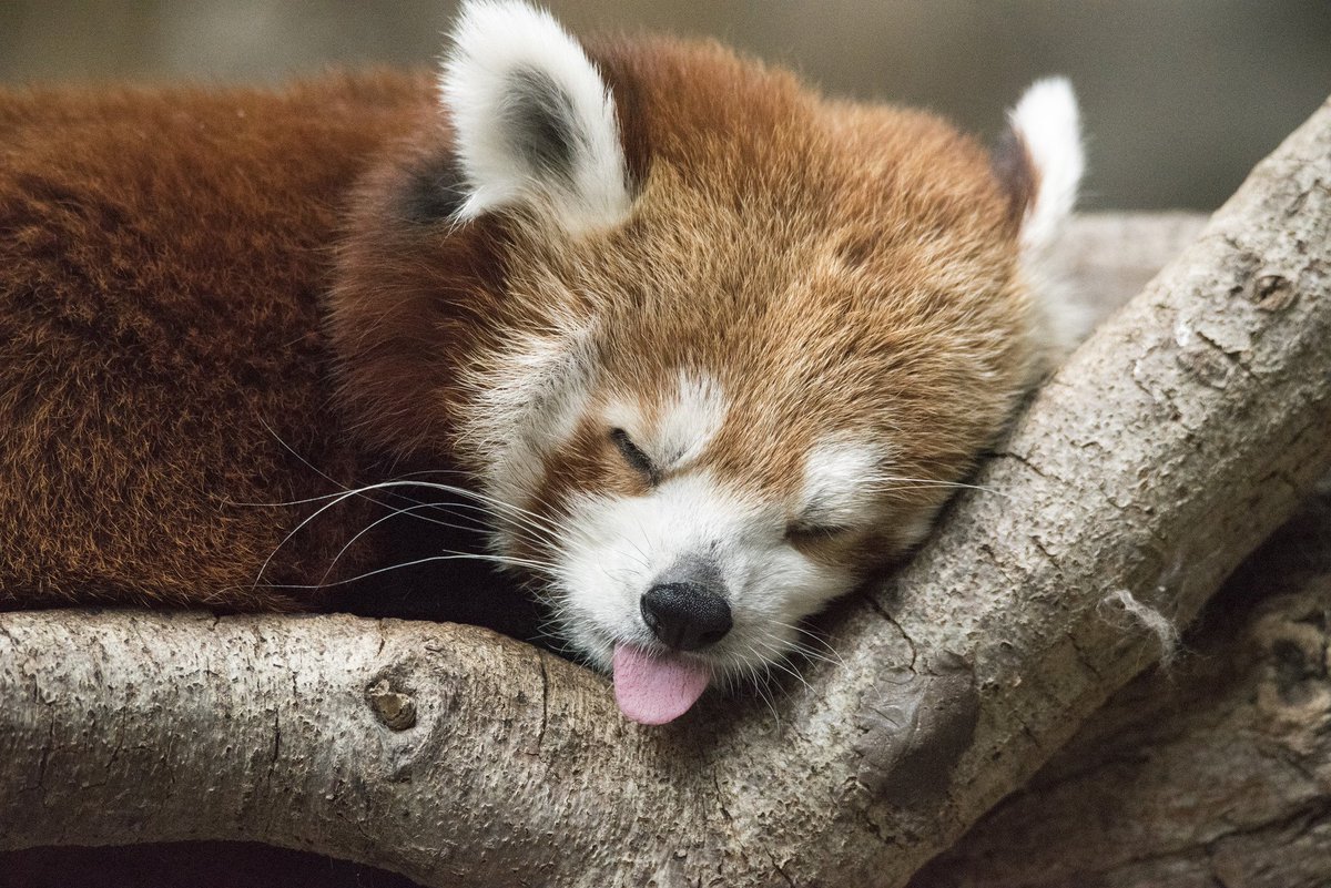 mnzoo's tweet photo. Yep...Mondays. https://t.co/JYtWoynsqM