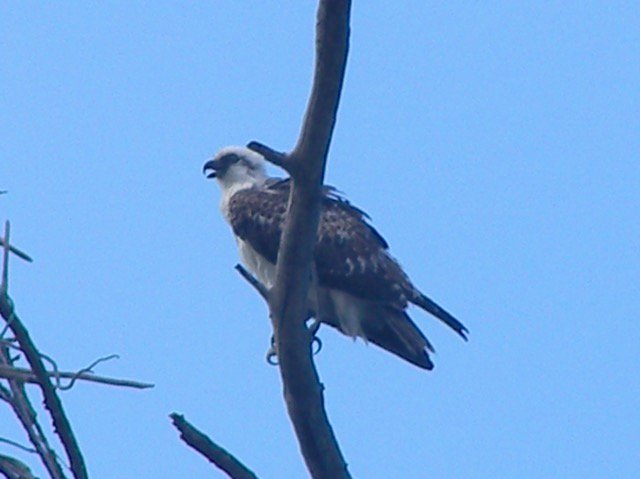 Look who's making a come back in #Eleuthera.