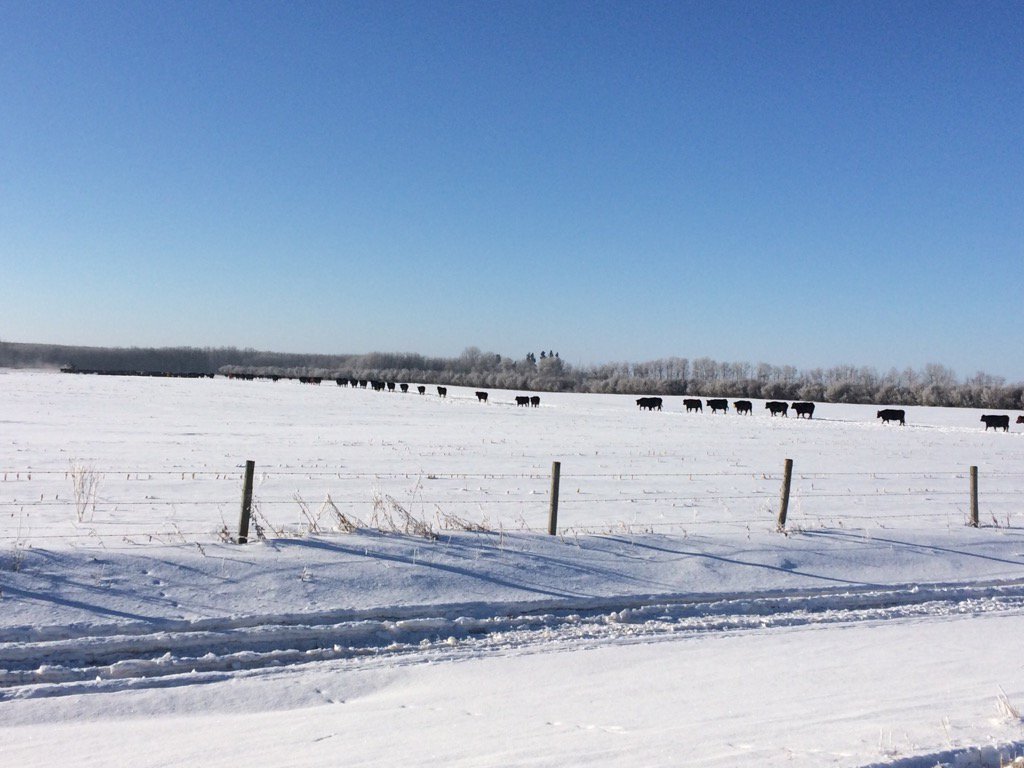 Feb 22 first time this winter feeding entire cow herd