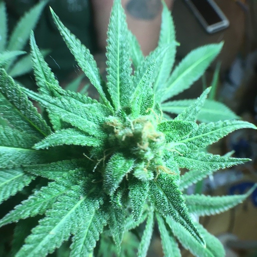 The_SHO_Room's tweet photo. Afghan Gooie! Grown with #NFTG Beautiful strain, super frosty.  #prerosin #420 #710 #solventless #ommp #sho #fire https://t.co/PQ2BED7NBf