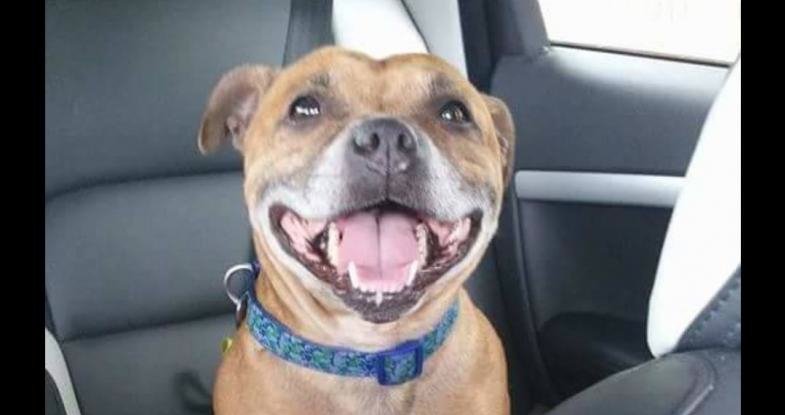 RHU_UK's tweet photo. #DogRescue Homecheck help needed pls at #GIDEAPARK #Romford RM2 Can anyone help? #Volunteer https://t.co/5wgAC2VA1E https://t.co/7db821sVlR