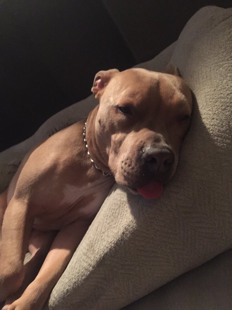 billyinzmoreyep's tweet photo. Hugo's only been at the vet for one hour and I already miss him. #hugoknows https://t.co/FNNbYLkiNb