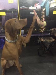 poochpal's tweet photo. Check out these #westminsterdogshow highlights! https://t.co/WC06eGvwOF https://t.co/Ob6Nxyn38n