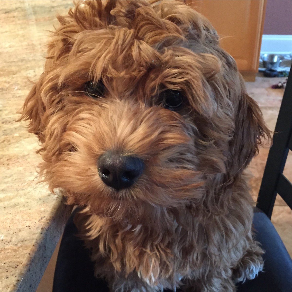 ChrisKeller11's tweet image. @MichaelSaucedo what kind of dog is that... We just got a cockapoo..