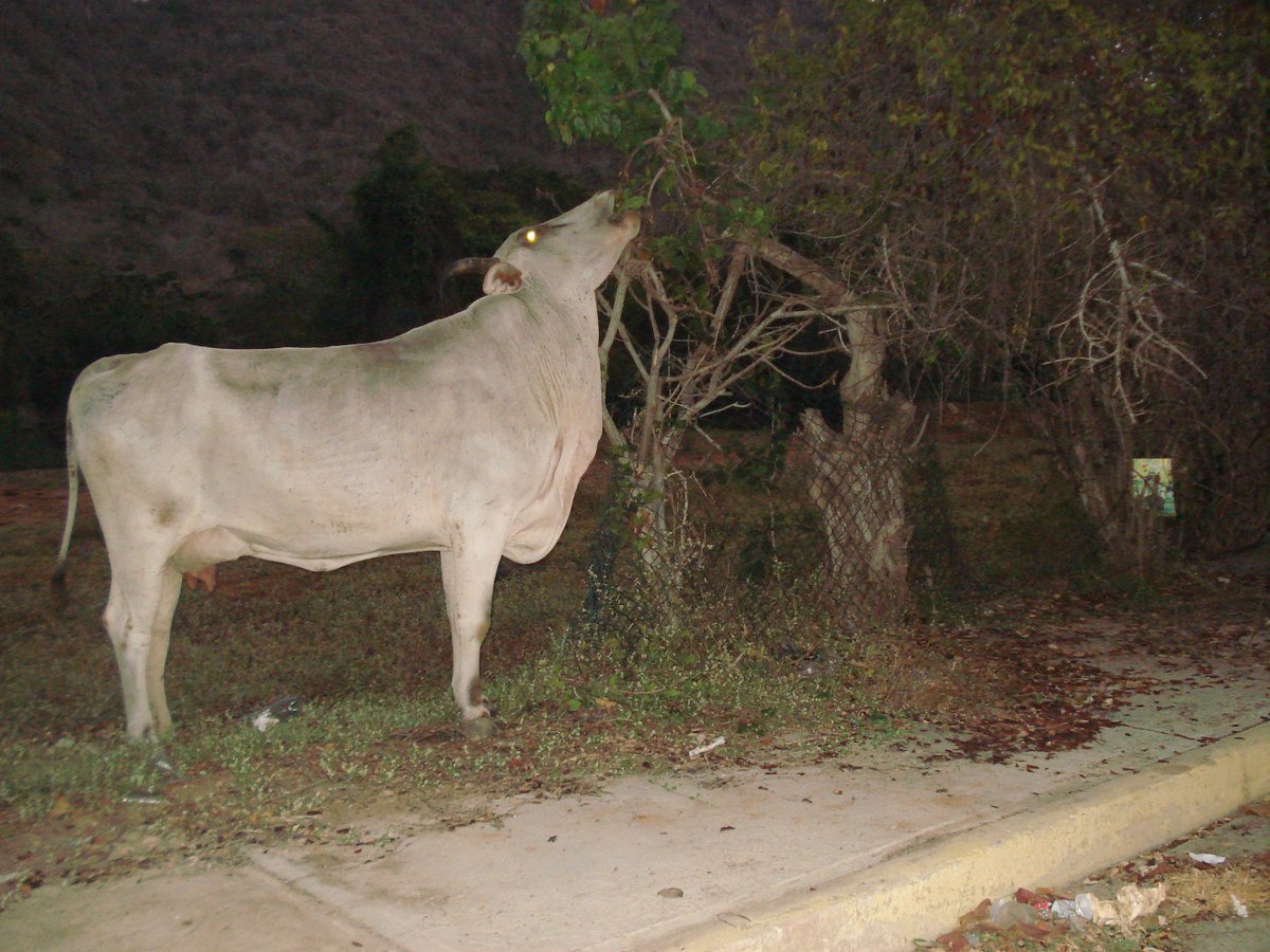 NaviH2O's tweet photo. Animales en  #BahíaDeCata: Vacas y pollos continuamente se pasean por la bahía. Sin duda un lugar único y hermoso. https://t.co/I9iE5HGJXJ