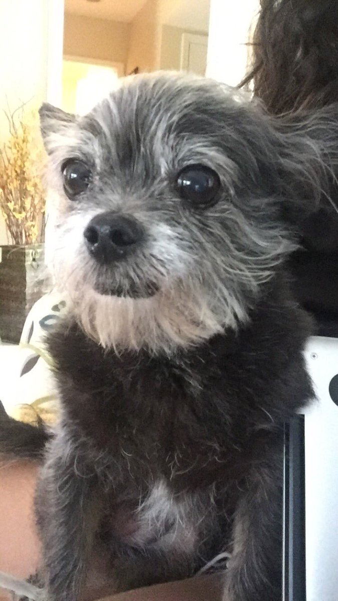 carmenicole's tweet photo. @miamiveterinary @CanesHoops #PetsOfUM LUCY https://t.co/rZkp0jwggo