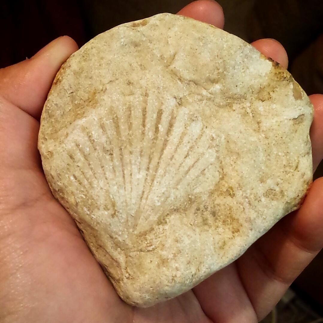 Look what I found at OP Schnabel! (Top Post Feb 21 2016 by /u/squidhouse) redd.it/46x27u