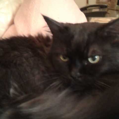 Tobia