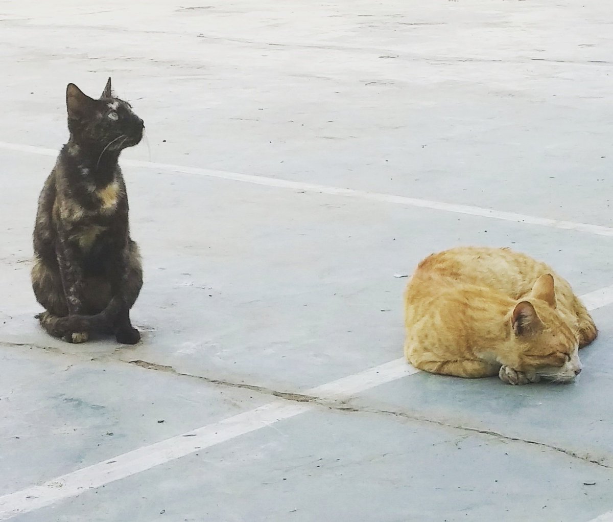 rida_bakes's tweet photo. When he is mad and she is sad #catstories #fluffythings https://t.co/o9o3dzsUuI