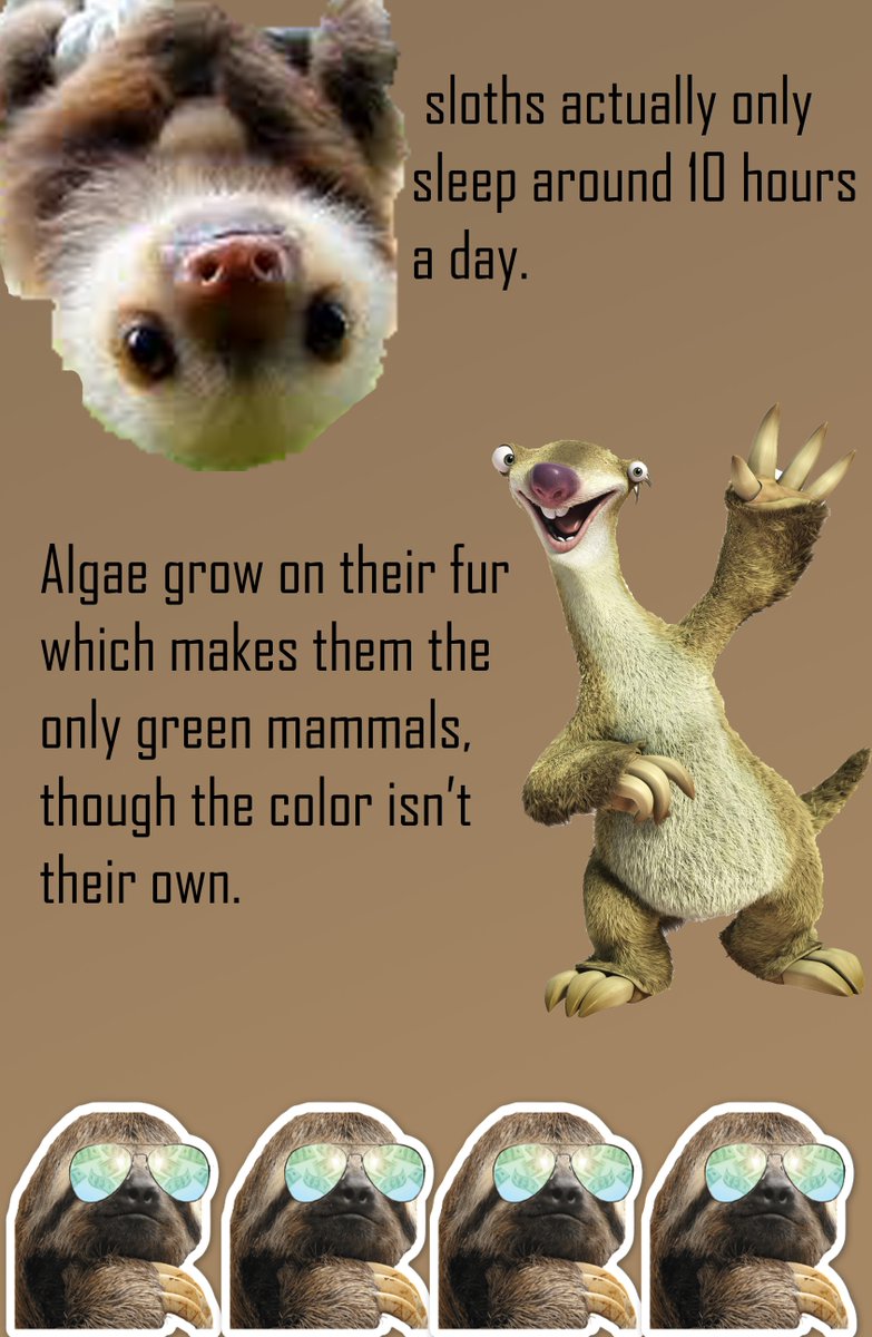 RobertPacheco77's tweet photo. Facts about sloths #rhsgdi https://t.co/D2wbNzy1wy