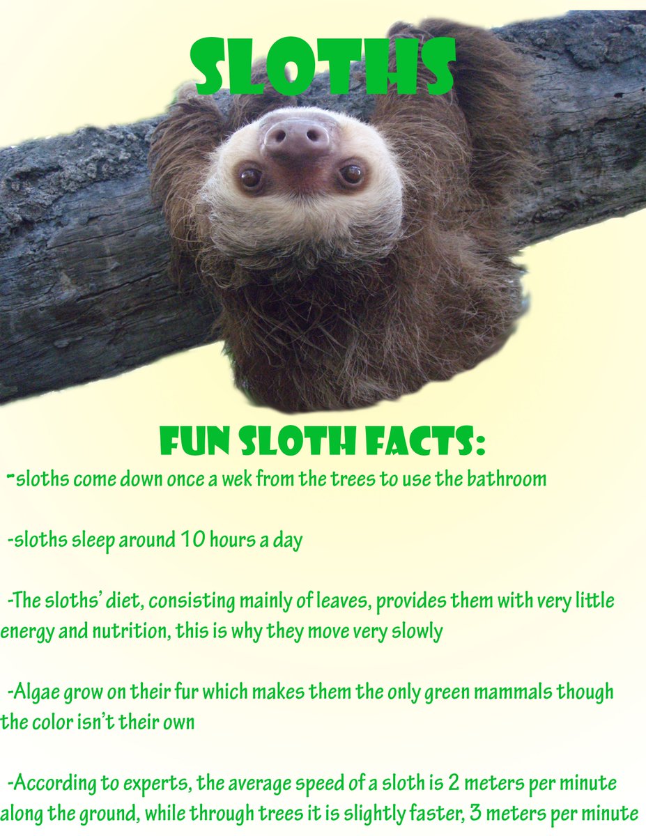 graphicsbyshaq's tweet photo. sloth facts #rhsgdi https://t.co/E0DYLBvT33