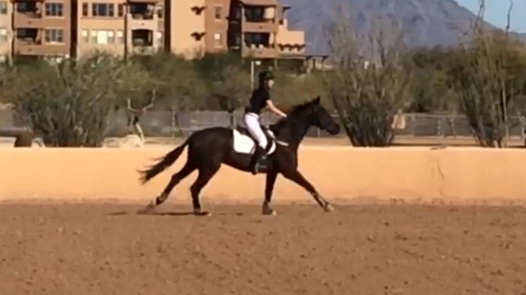 lckequestrian's tweet photo. Sometimes we can canter like a normal horse #ottbproblems https://t.co/uExSmaN0Uf