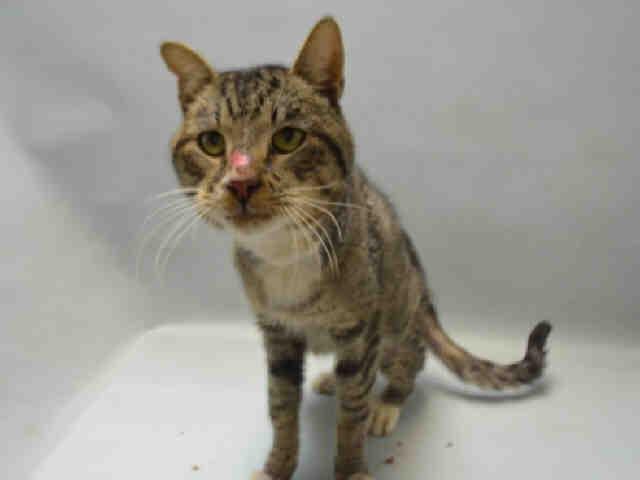 NYCDEATHROWCATS's tweet photo. JUST ADDED! SAZZY - A1065740 
Follow me here for updates and status: https://t.co/9RpgWUr256 https://t.co/tOoWXcdk5A