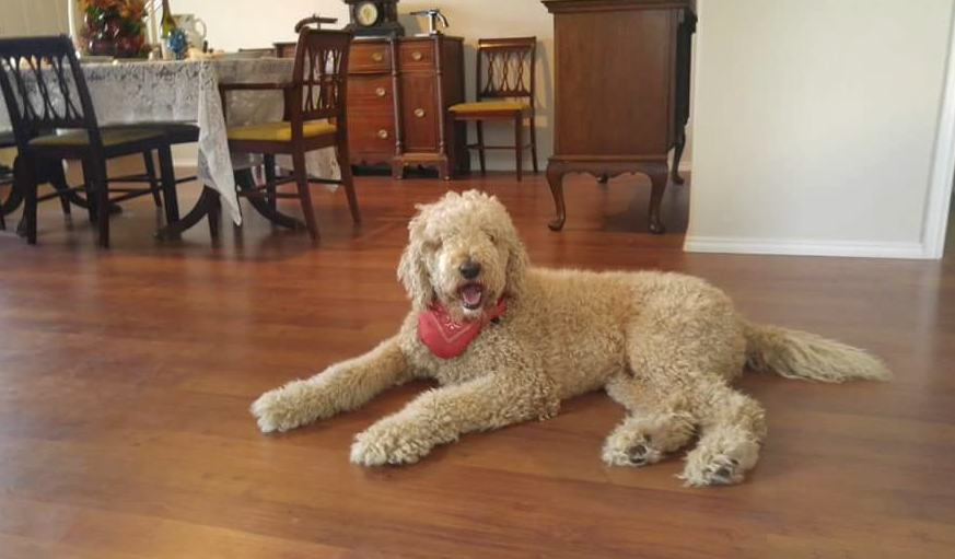 UNTAdvancement's tweet photo. Head to Chetsnut Hall Room 324 from 3-4pm for some stress & anxiety relief with Buddy the @UNT_Counseling dog! #UNT https://t.co/pCERY62IiH
