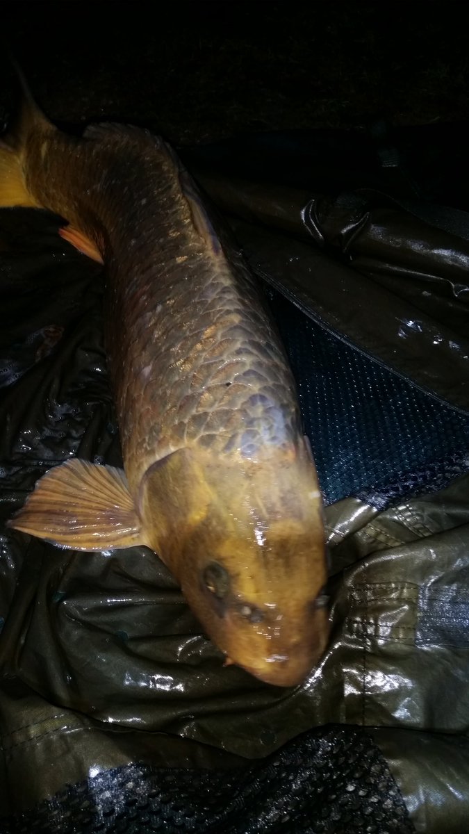 2-0 looks ghostie but not . it's a carp <a href="/kudostackle/">kudostackle</a> @TeamMainline <a href="/deceptionangli1/">Deception Angling</a> <a href="/delritchie1/">Derek Ritchie Mainline Baits</a> <a href="/bivvirat/">bivvytalk</a>