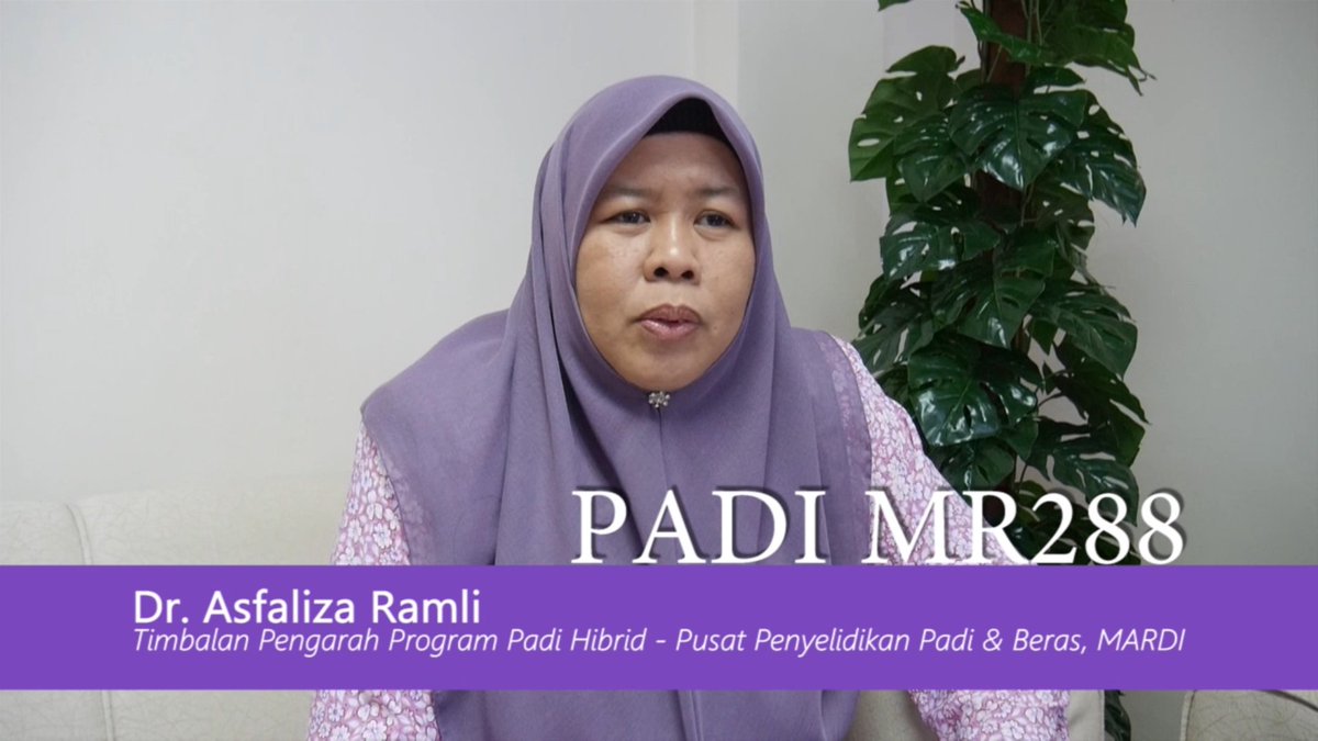 mardimalaysia's tweet photo. Penjelasan Dr Asfaliza mengenai Padi MR288 yg ditanam secara berleluasa. #betterMARDI

https://t.co/7zPF01hbl6 https://t.co/bHuBSeNdFk