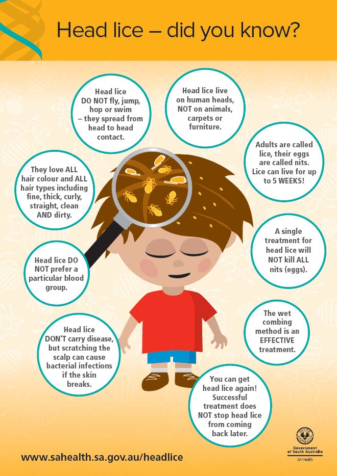 How Long Can Head Lice Live In Carpets Carpet Vidalondon