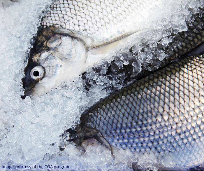 ONresources's tweet photo. Anglers: It's illegal to transport live fish (except baitfish) overland. Put your catch on ice instead. https://t.co/RWj0j40cya