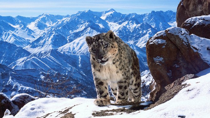 Variety's tweet photo. David Attenborough will return to narrate #PlanetEarthII https://t.co/WDBUYgTulq https://t.co/CPf0DHhec4